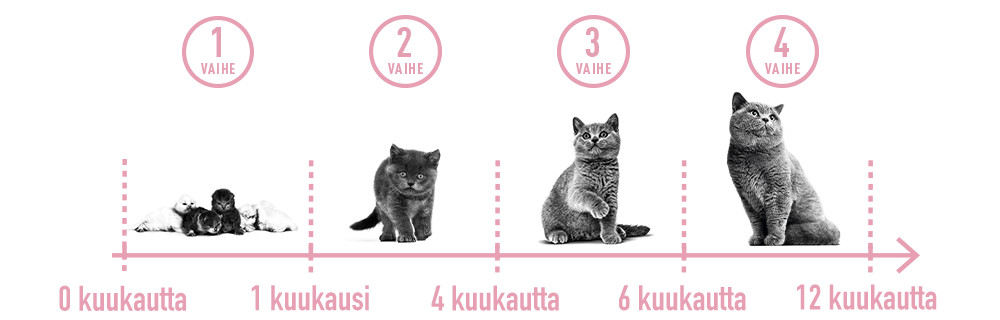 Kitten Growth Phases