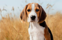 DOG - LP par race et par taille - Breed carousel - Medium dogs - Beagle Image