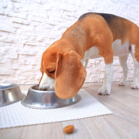 Dog Food, Treats & Supplements