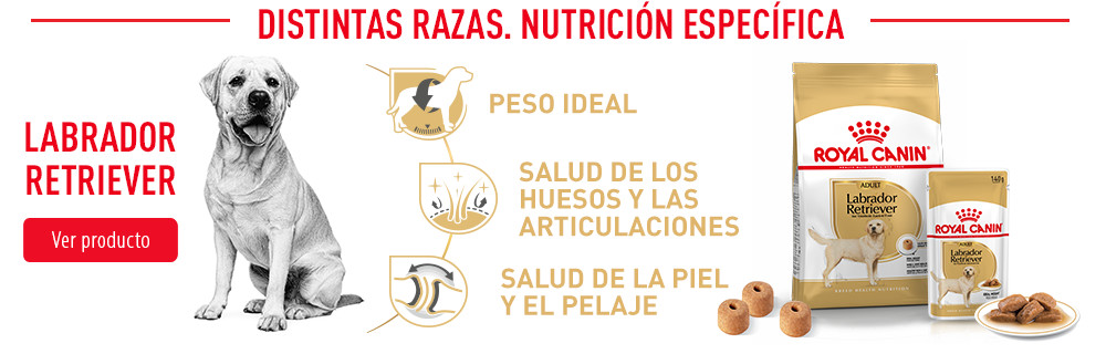 Royal Canin para perros labrador retriever