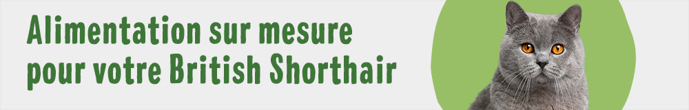 Croquettes et sachets pour British Shorthair