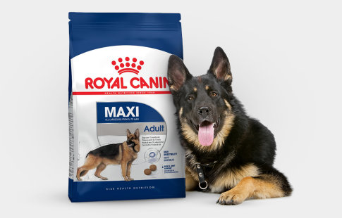 Royal Canin pour chien Adulte