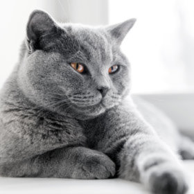 nutrição e acessórios para british shorthair