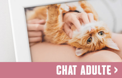 Life Stage Chat Adulte