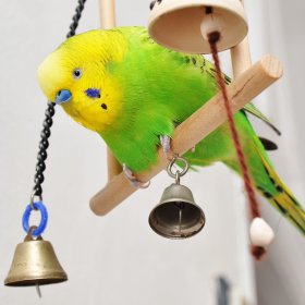 Budgie / Parakeet