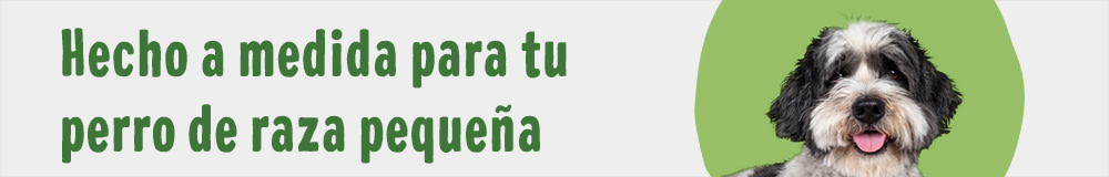 Otros perros de raza pequeña