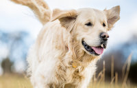 DOG - LP par race et par taille - Breed carousel - Golden Retriever Image