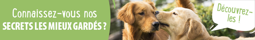 Découvrez nos secrets les mieux gardés pour chien !