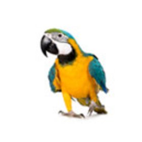 Velcí papoušci