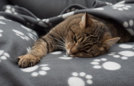 Manden, dekens en holletjes voor je kat