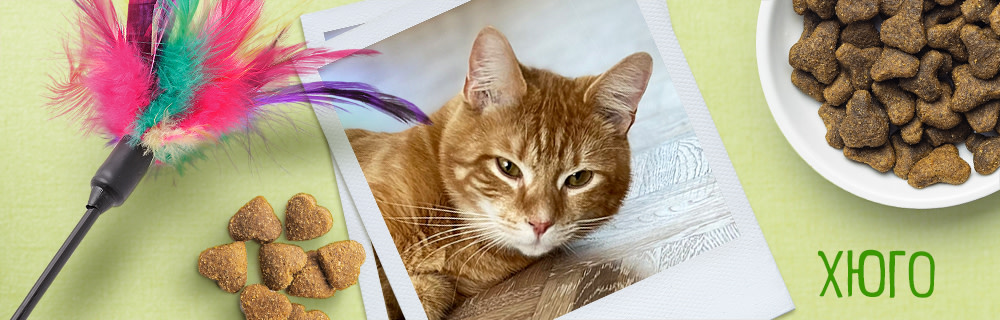 Хюго - малкият дракон