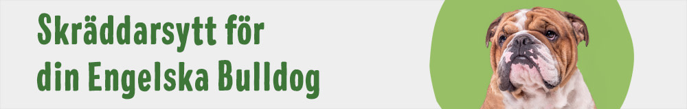 Engelsk Bulldog