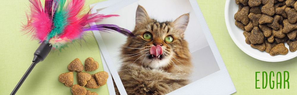 zoopluscats-Edgar banner 