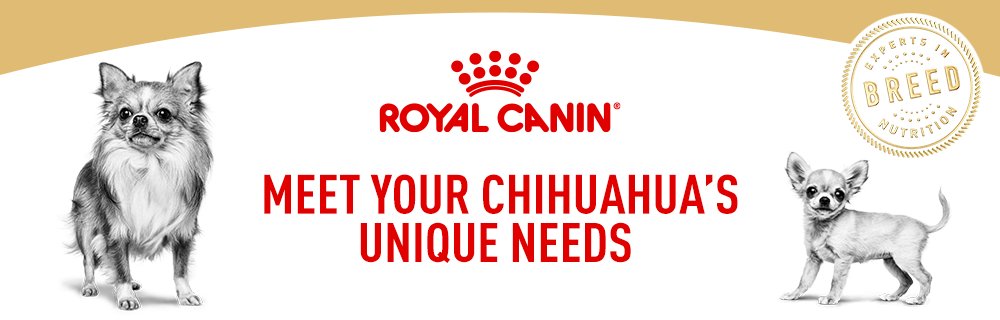 Meet your Chihuahua's unique needs