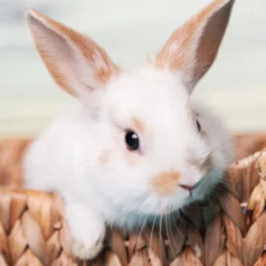 🐰 Pequeños Animales 🐰