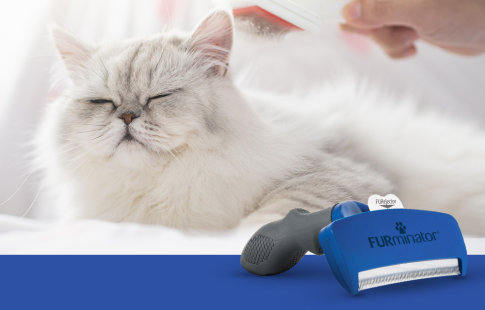 Profitez d'offres exceptionnelles sur la gamme FURminator pour chat !