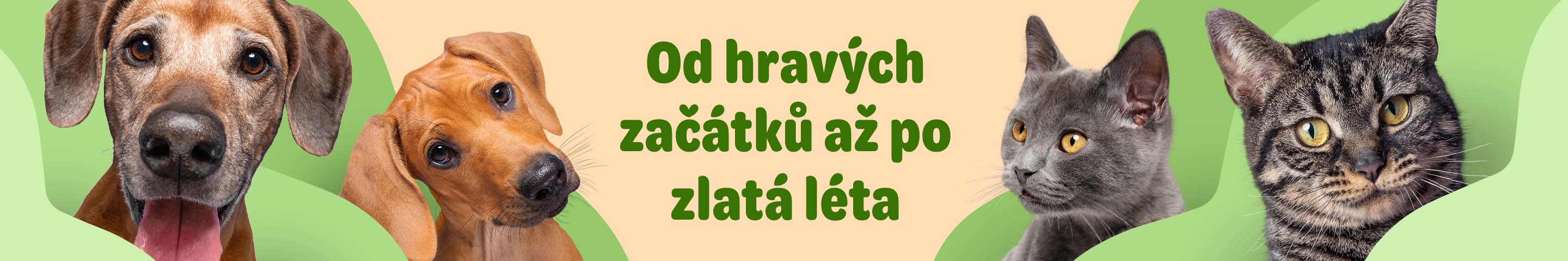  Od hravých začatku až po zlatá léta