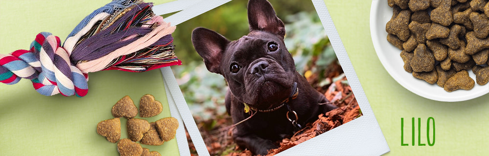 Lilo banner