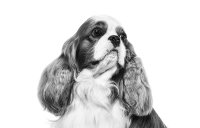 ROYAL CANIN BRAND PAGE - DOG Subpage - Category Carousel - Buy by Breed - Cavalier K. Charles image