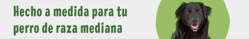 Otros perros de raza mediana