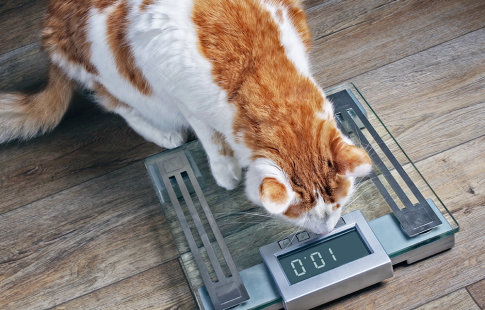 Croquettes pour chat spéciales surpoids et obésité 