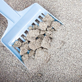 Clumping Litter