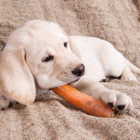 Compléments alimentaires pour chiot