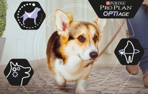 Pro Plan OptiAge para perros mayores