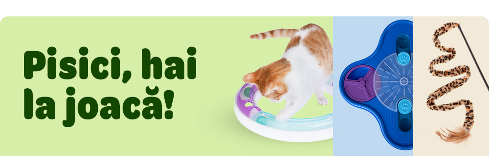 Pisici, hai la joacă! 