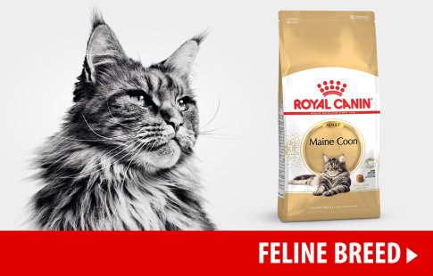 Nourriture Royal Canin Breed pour chat >