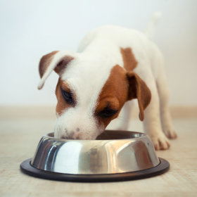 comida húmida para cachorros