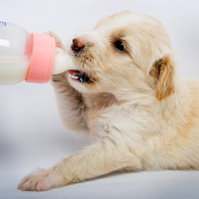 leite para cachorros