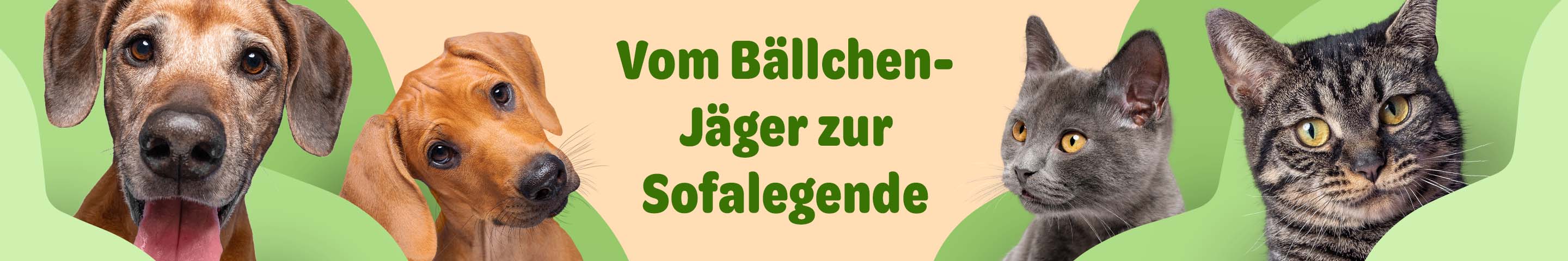  Vom Bällchenjäger zur Sofalegende