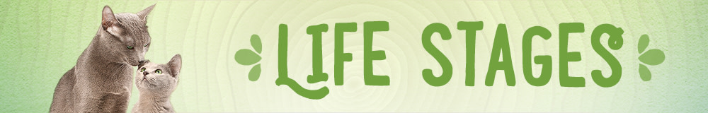 Cat Life Stages