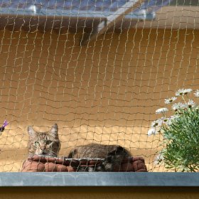 Reti per gatti