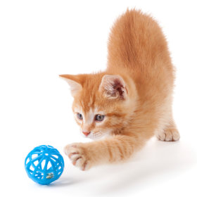 Assortment London a billion Jucării pentru pisici: prețuri avantajoase | zooplus.ro