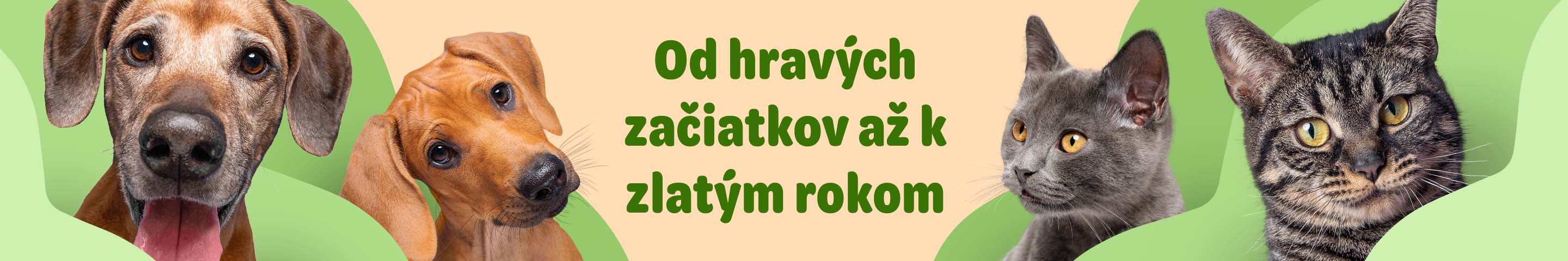  Od hravých začiatkov až k zlatým rokom
