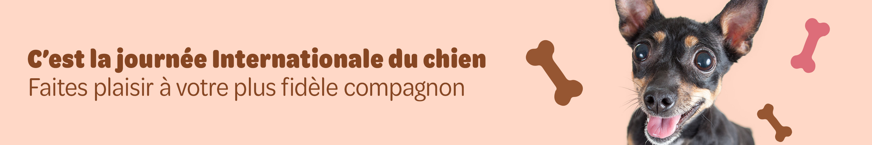 C'est la journée internationale du chien - faites plaisir à votre plus fidèle compagnon