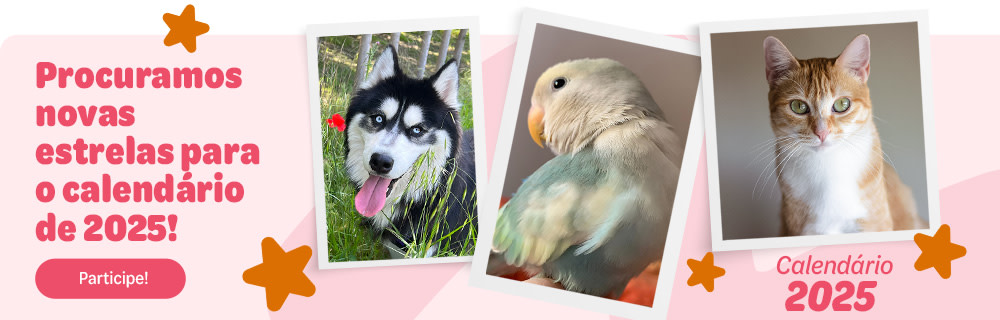 procuramos estrelas para o nosso calendário