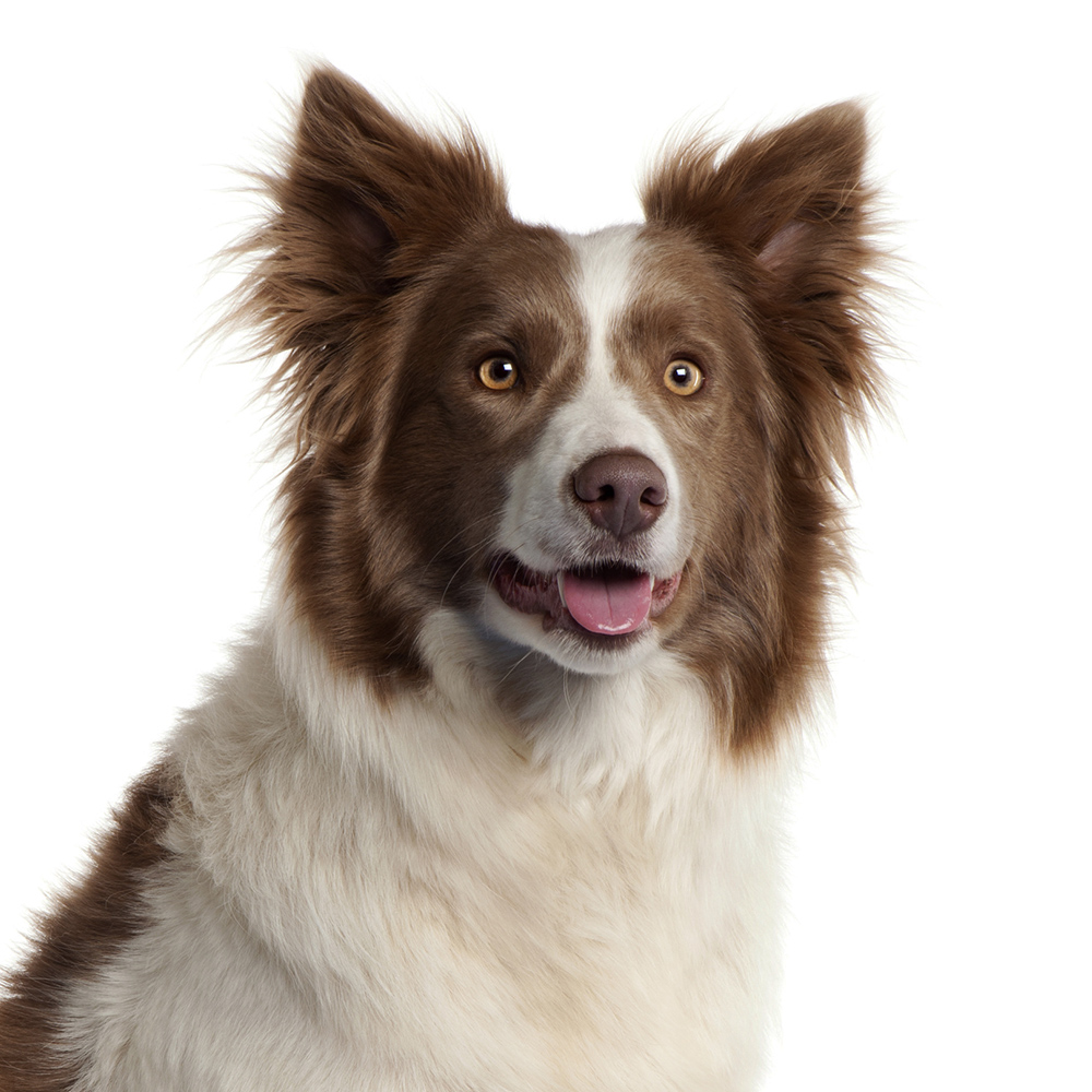 Ветеринарные продукты для собак