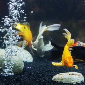 Aquarium Filters & Pumps