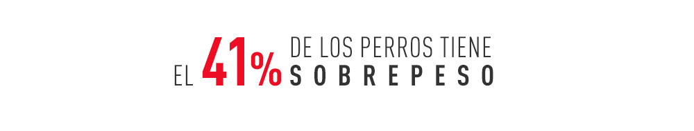 El 41 % de los perros tiene sobrepeso