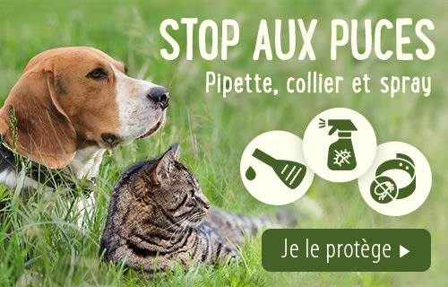 Spray, collier et pipette anti-puces pour chien et chat - 500 x 320 px