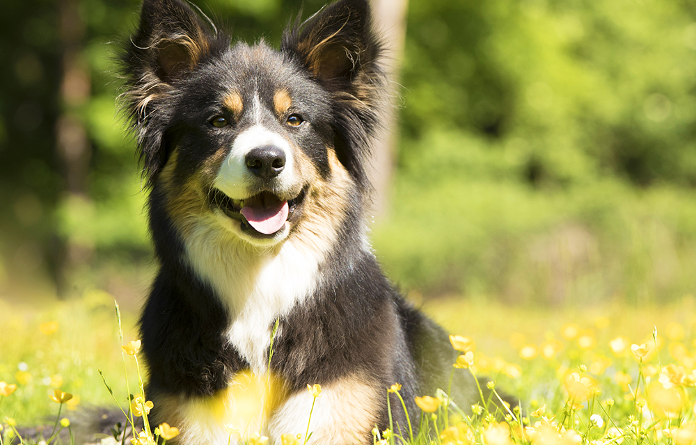 Nous N Avons Pas Trouve De Produits Orijen Zooplus