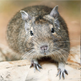 Degus