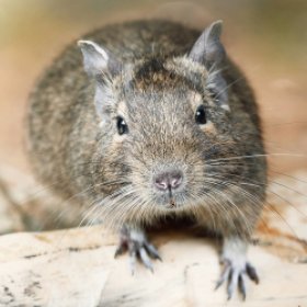 Degu