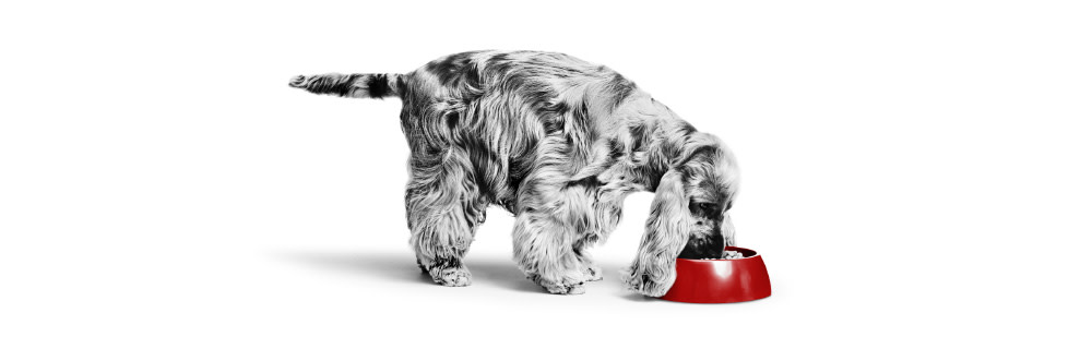 Royal Canin Veterinary Dermacomfort para perros