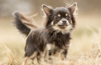 DOG - LP par race et par taille - Breed carousel - Small dogs - Chihuahua Image