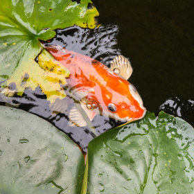 Nourriture pour poisson