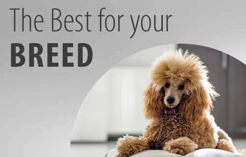 Poodle Buy Now for Less at zooplus